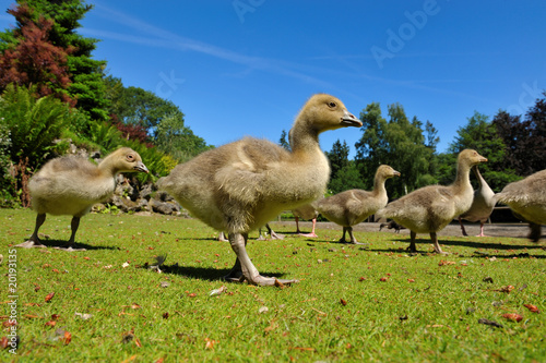 geese family in spring © Eric Gevaert