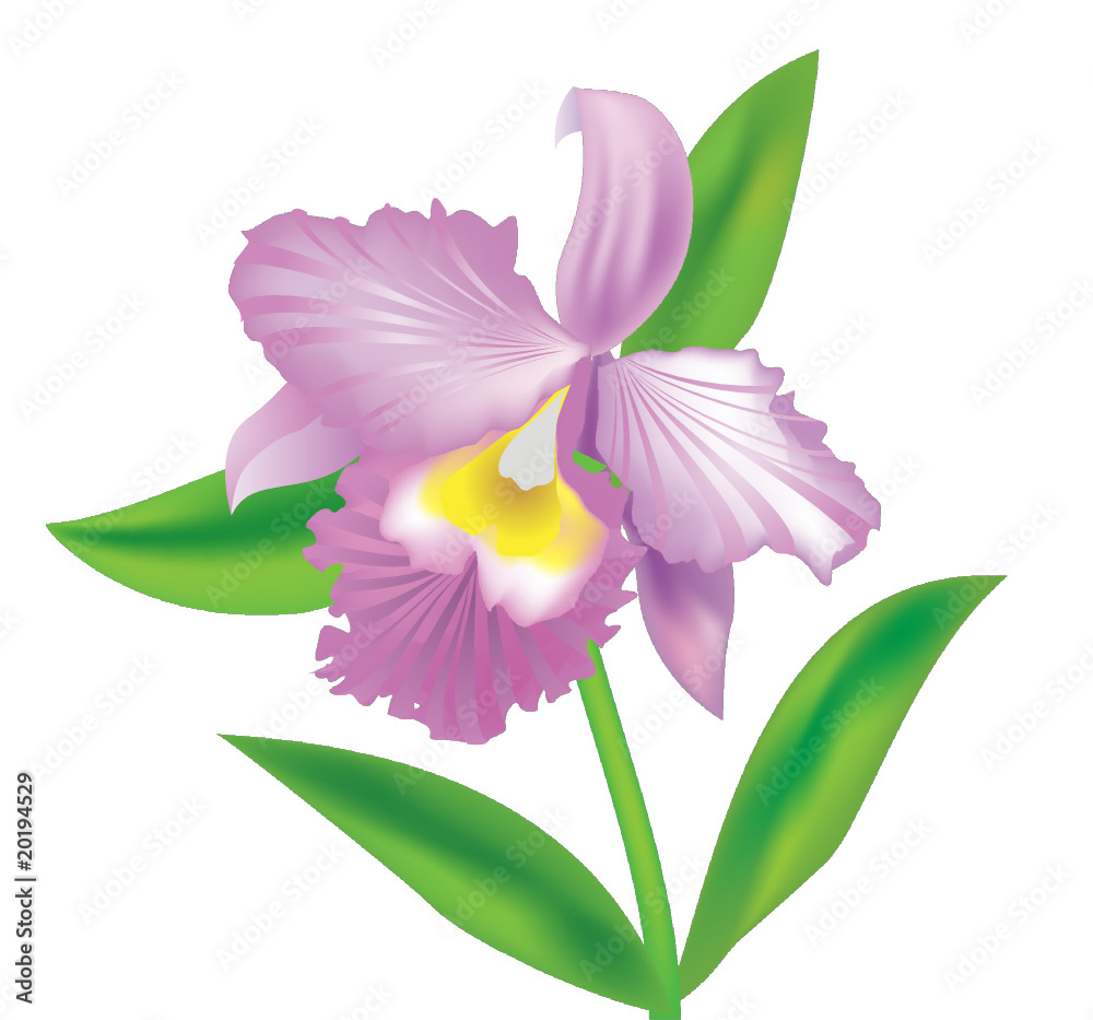 Beautiful vector violet orchid for design