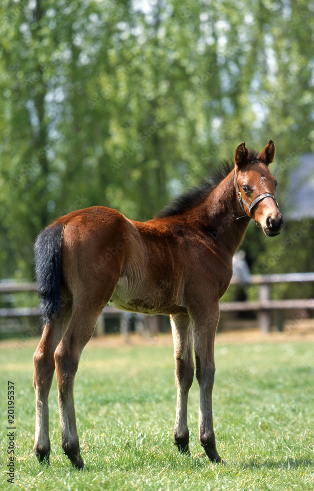 Fototapeta premium un poulain dans un pré