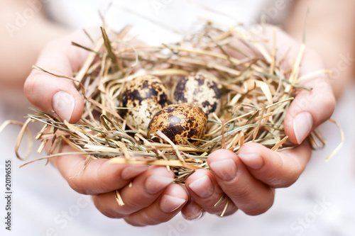 nest in hands