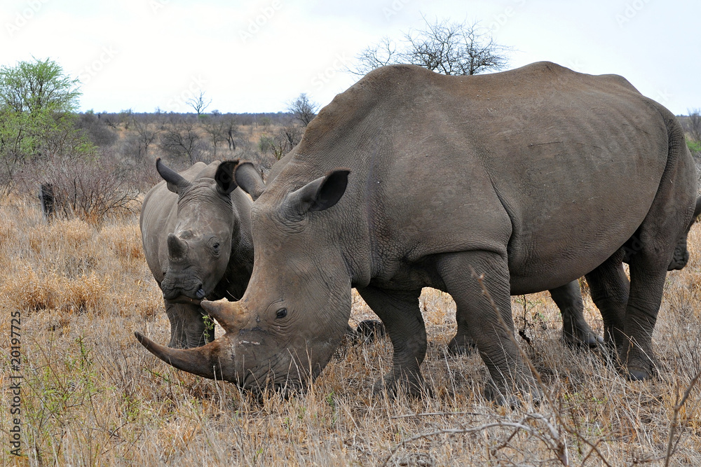 mother rhino with calf in Kruger national park,South Africa mother rhino with calf in Kruger national park,South Africa