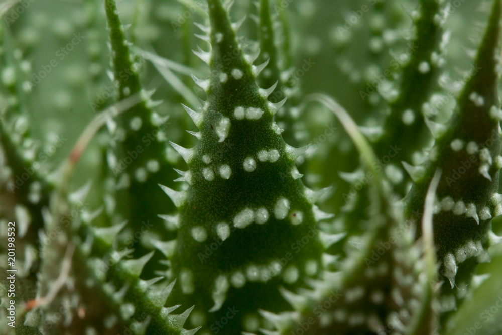 Dangerous close-up green cactus with needles Dangerous close-up green cactus with needles