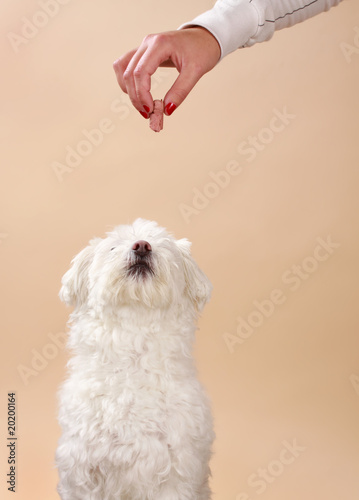 giving treat to dog