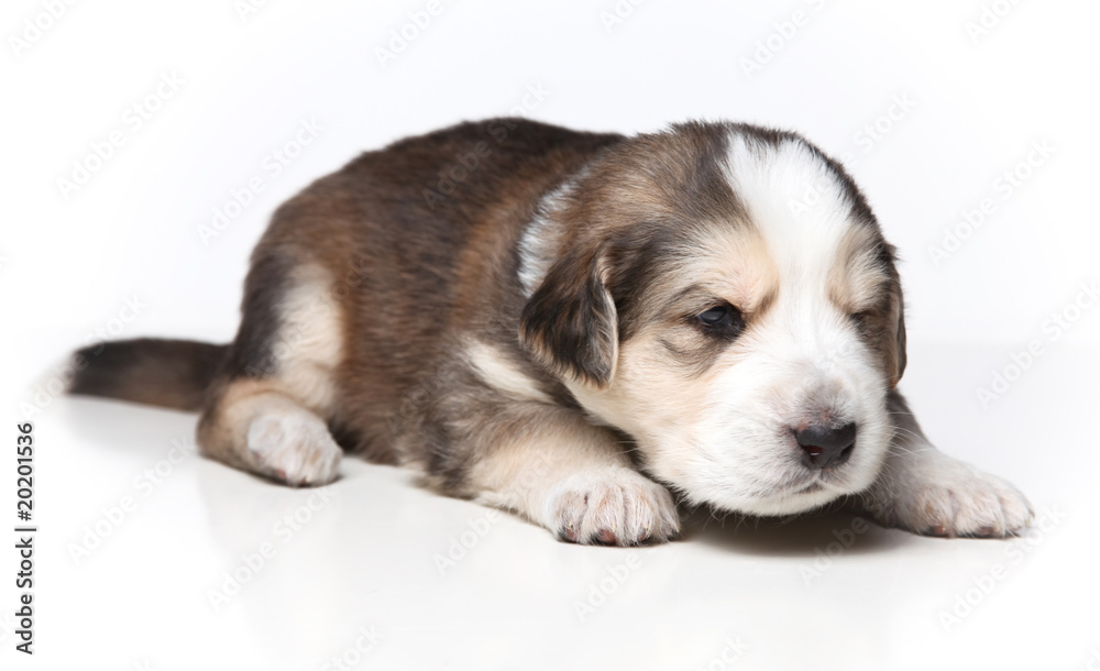 little resting puppy little resting puppy