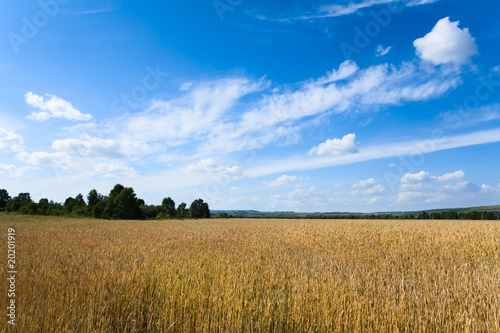 beautiful summer landscape and  sky