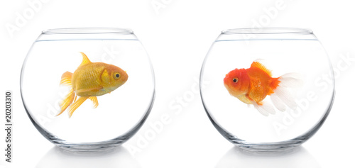 two different goldfish
