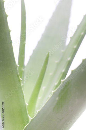 Grüne Blätter von Aloe Vera vor weiß photo