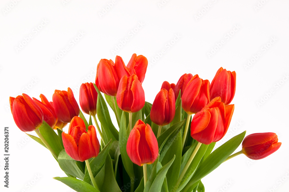 Tulpen - rotorange Tulpen - rotorange