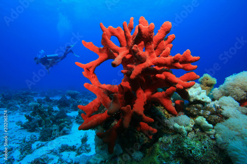 Red Finger Sponge with scuba diver in background