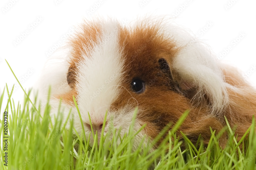 guinea pig isolated on the white background guinea pig isolated on the white background