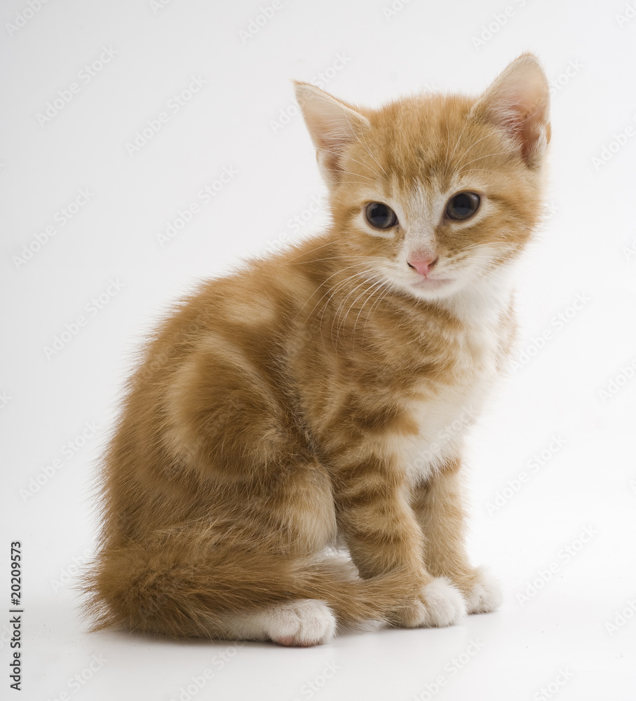 Obraz premium Cat