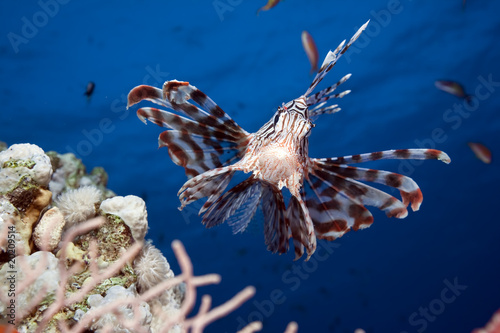 Cuadro en lienzo lionfish and ocean