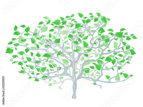 Tree on the white.