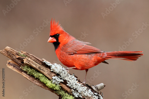 Cardinal On A Stump