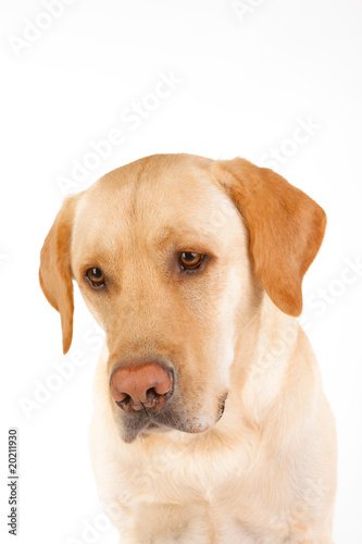 Labrador Retriever