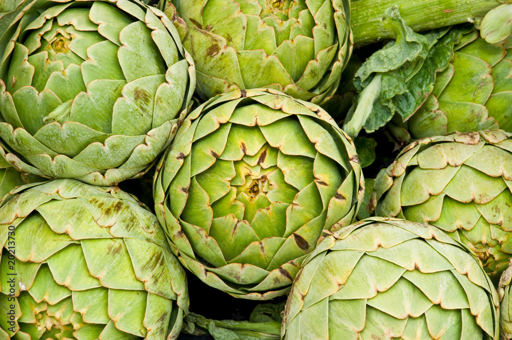 Obraz premium growing artichokes