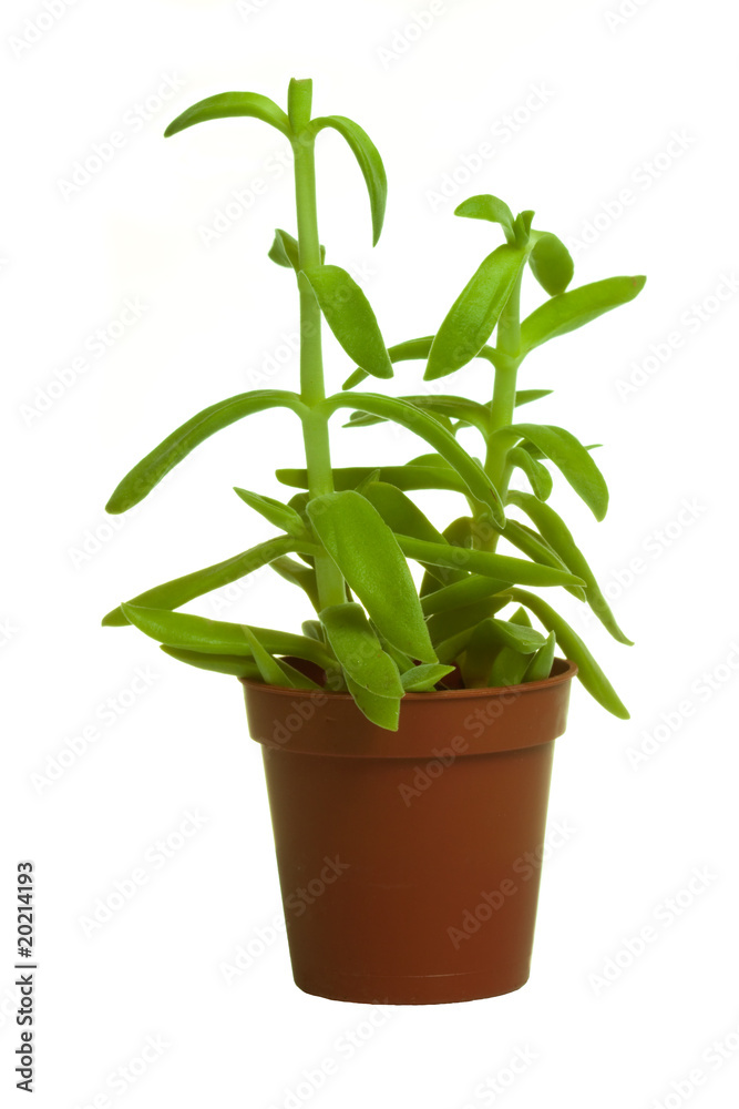 Green plant in flower pot on isolated background Green plant in flower pot on isolated background