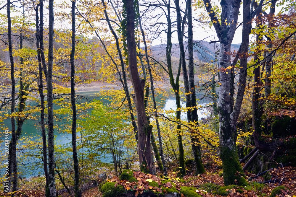 Fototapeta premium Irati. Navarra