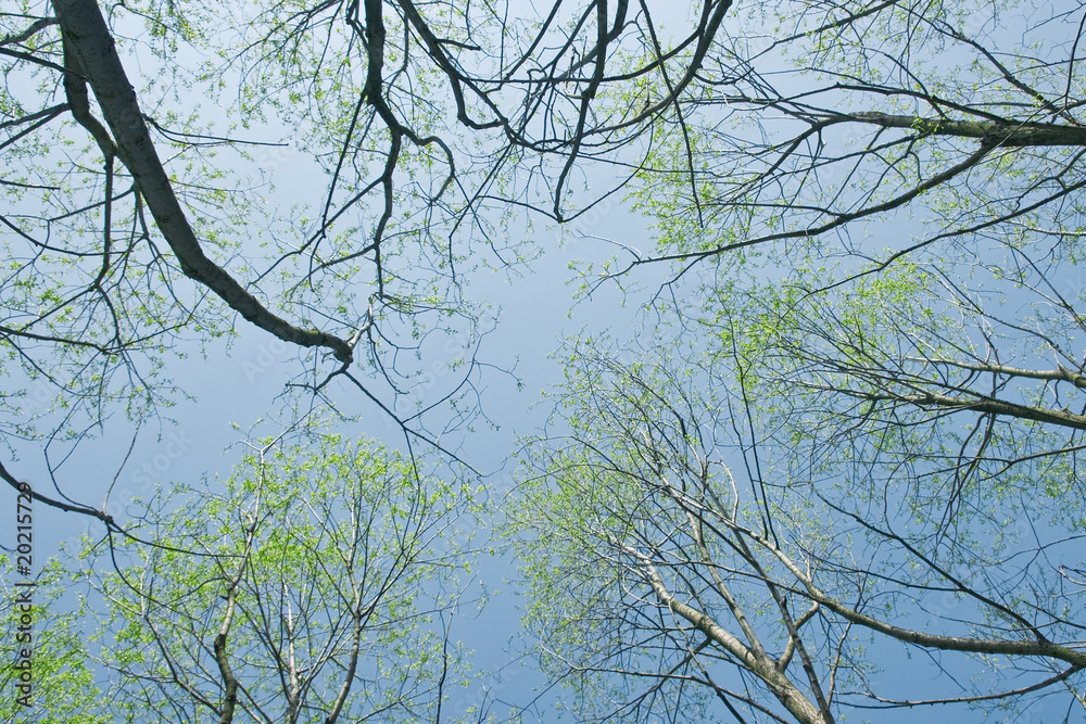 forest forest