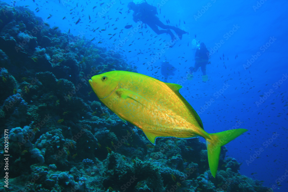 Fototapeta premium Orangespotted Trevally with Scuba Divers in background