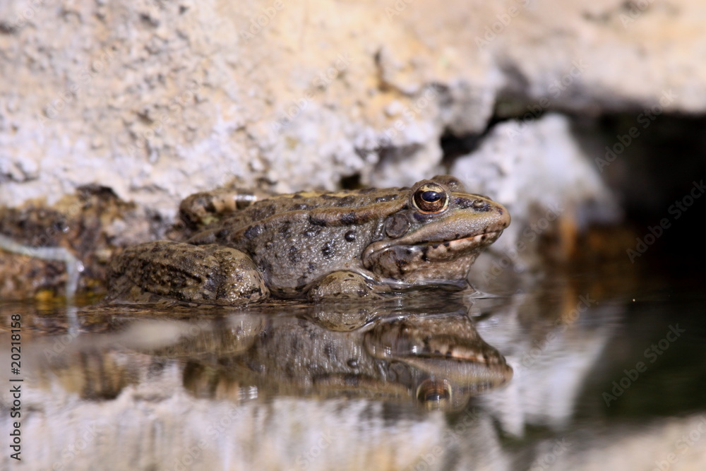 Frog Frog