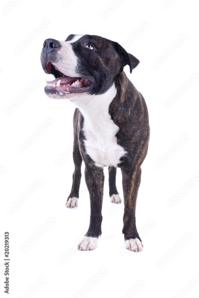 Bulldoggenmischling