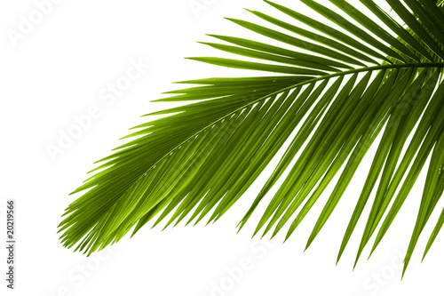 Leaves of palm tree