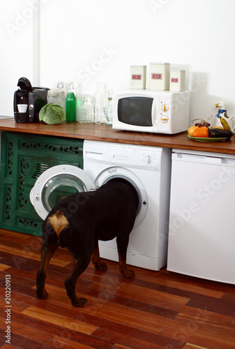 rottweiler trop curieux la tête dans le lave linge photo