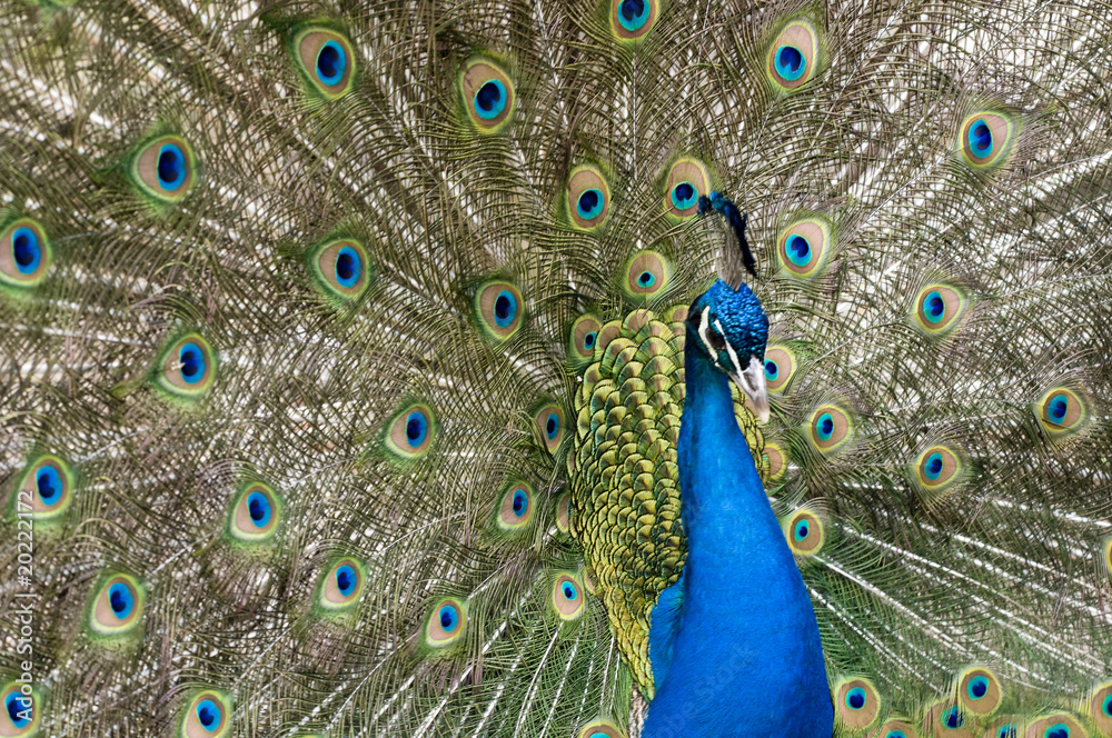 Obraz premium Pfau