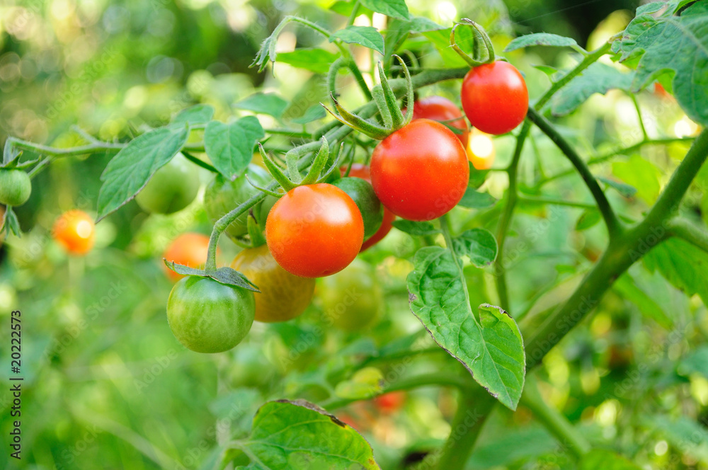 Cherry tomatoes growing on the vine.