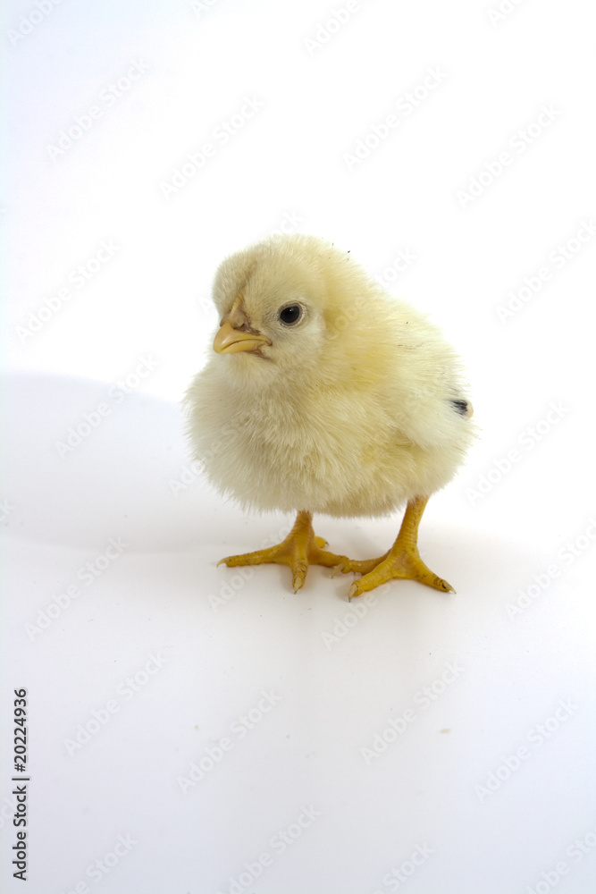 little chick little chick