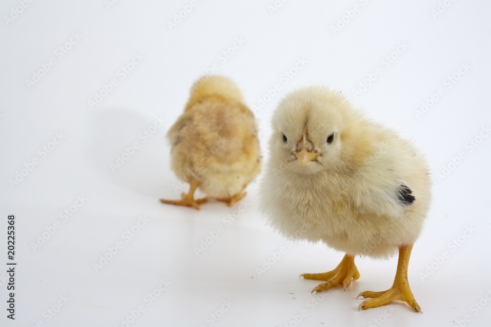 Fototapeta premium lonesome bibby