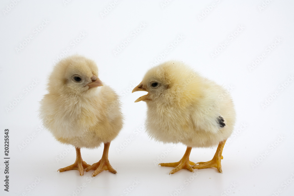 Talking chicks