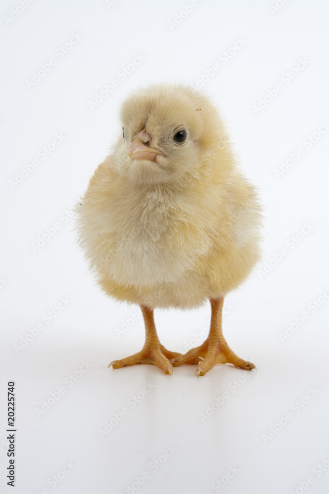 Obraz premium Easter chick