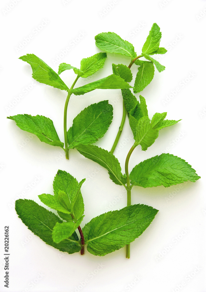 Obraz premium Feuilles de menthes