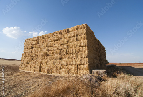 straws of hay, grain crop field photo