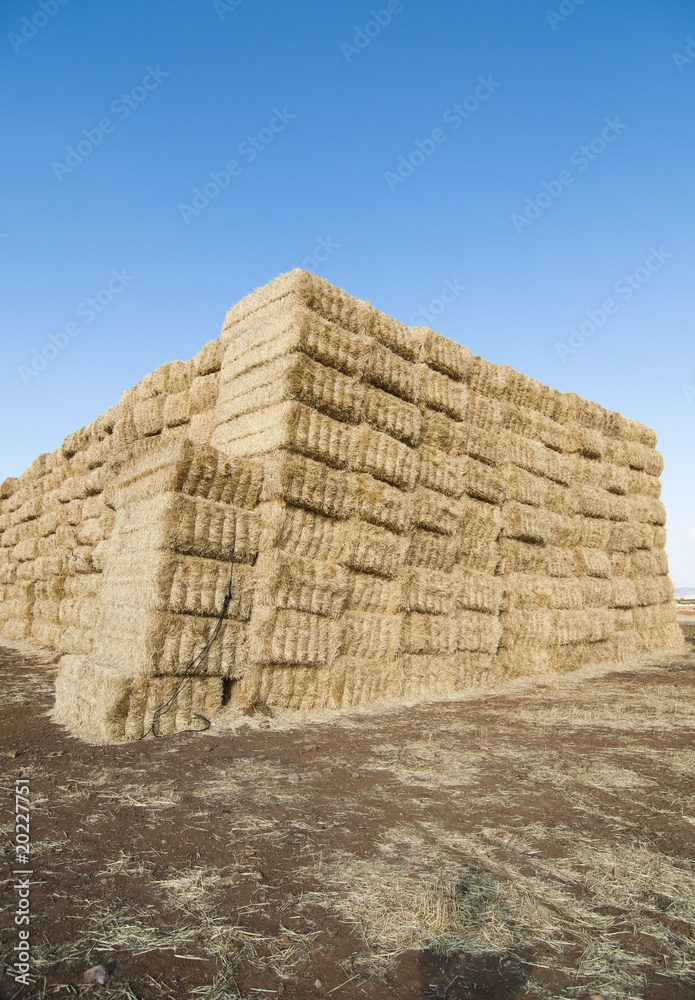 straws of hay, grain crop field