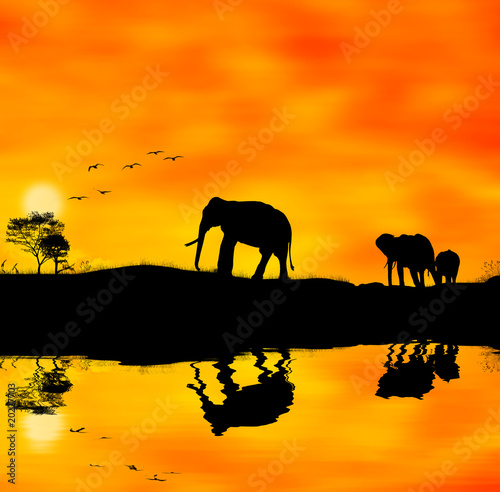 Elefanti africa