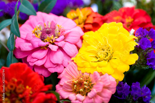 bunch of zinnias