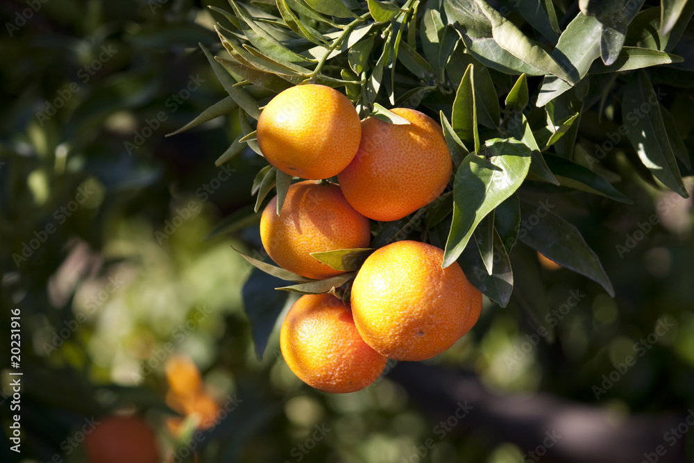 Naranjas en el árbol