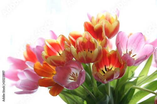 Fototapeta Naklejka Na Ścianę i Meble -  Januar-Tulpen, 5