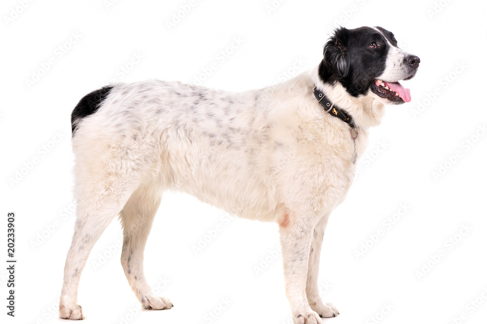 Portrait Of The Dog Isolated On White