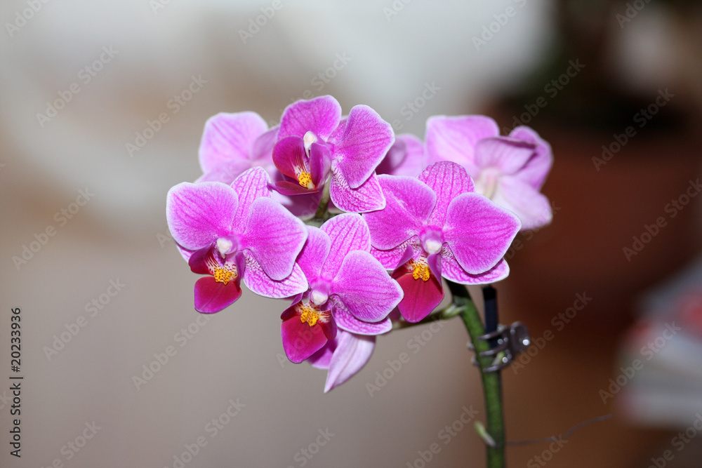 Naklejka premium Orchidee