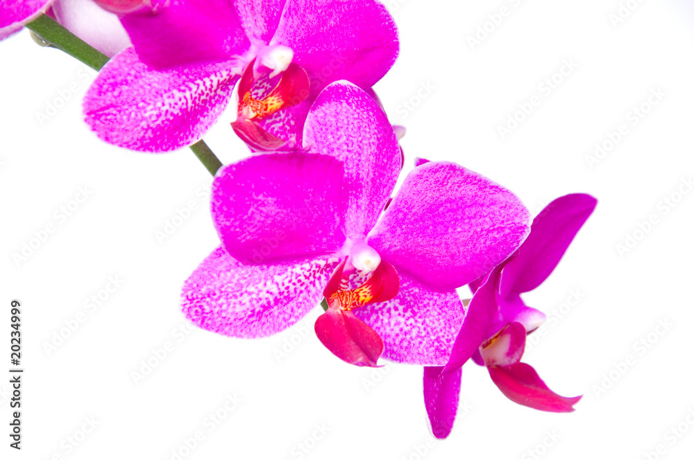 Fototapeta premium Orchidee