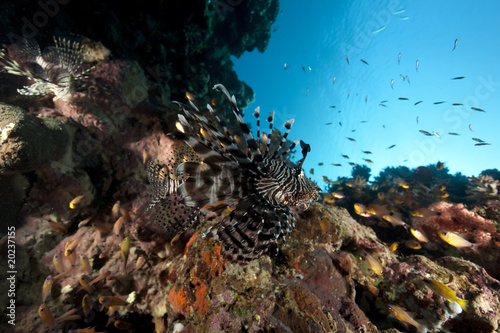 lionfish and ocean