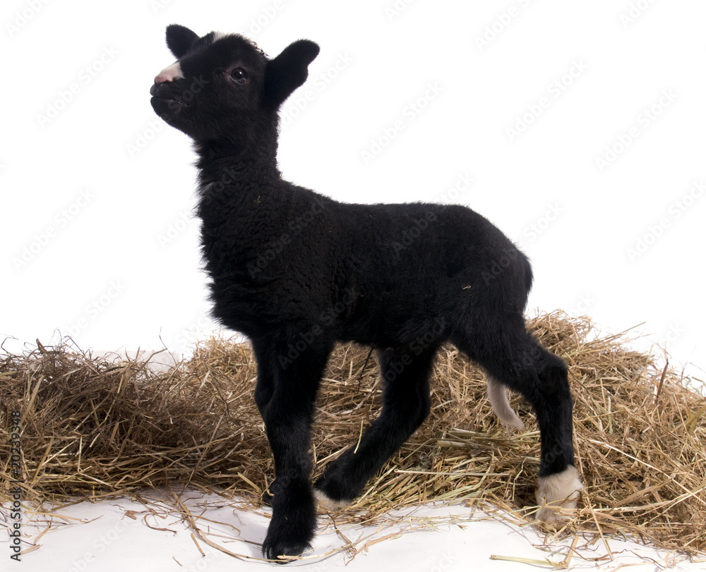 Obraz premium agneau noir