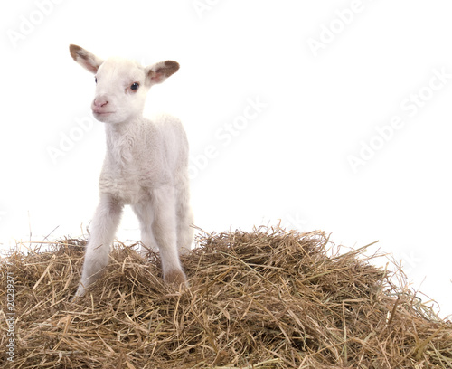 petit agneau blanc photo