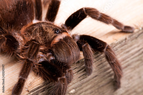 Big Tarantula on wood