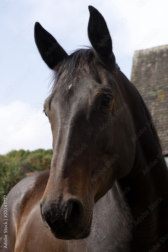 Fototapeta premium Westfale