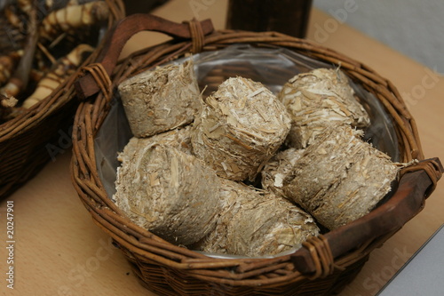 Miscanthus
